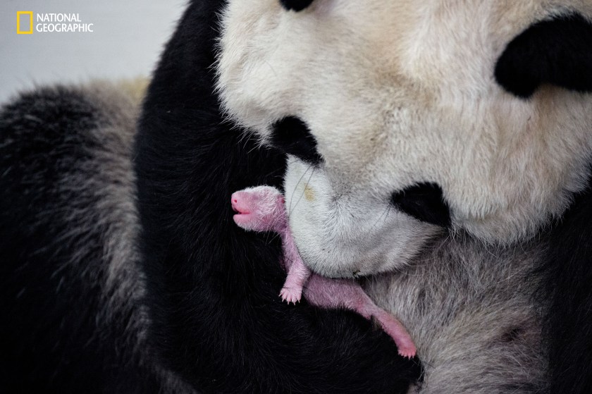 Blind, nearly hairless, squeaky, and 1/900 the size of its mother, a newborn panda is as needy as it gets. But it won’t be for long: The panda is among the fastest growing mammals, increasing from around four ounces to four pounds in its first month. (© Ami Vitale/National Geographic) 