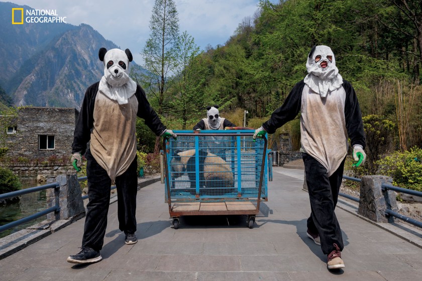 Wolong Reserve keepers transport Hua Jiao (Delicate Beauty) for a health check before she nishes “wild training.” The habitat also protects red pandas, pheasant, tufted deer, and other species that bene t from giant panda conservation. (© Ami Vitale/National Geographic) 