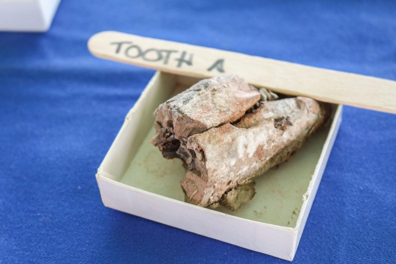 One of the teeth found in the landfill from an ancient sperm whale (Courtesy Orange County)