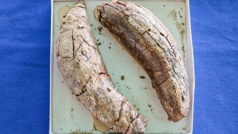 Two of the teeth found in the landfill from an ancient sperm whale (Courtesy Orange County)