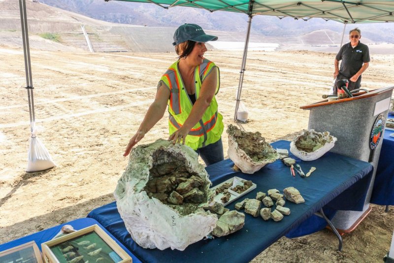 Paleontologist Melissa Macias shows some the fossil dins to members of the press with Dr. Lipps in the background. (Courtesy Orange County)