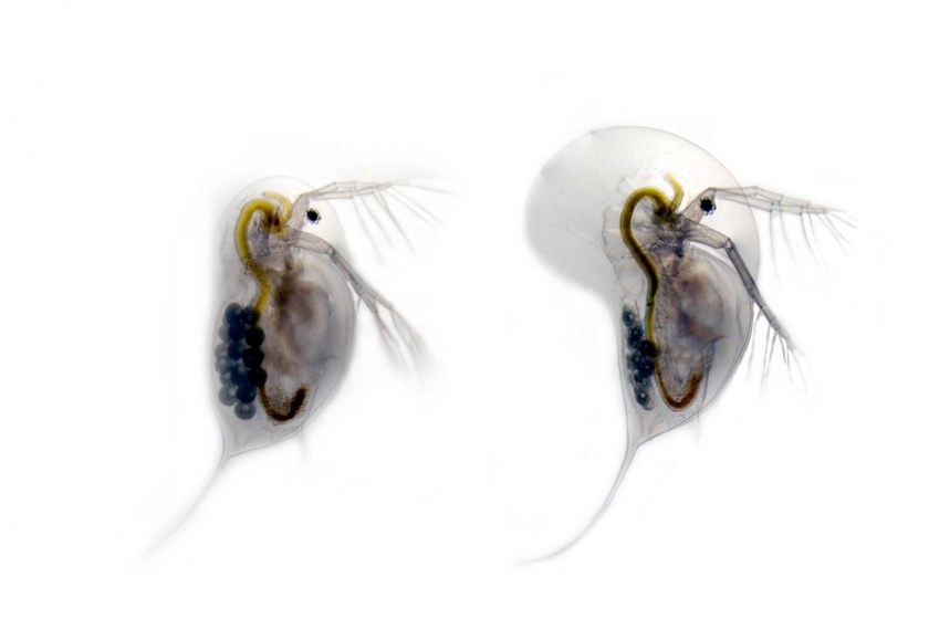 Undefended Daphnia longicephala (left) is compared with the defended phenotype (right). The defended phenotype has a large crest as well as elongated tail spines in response to chemical cues from the backswimmer Notonecta glauca. (Dr. Linda Weiss)