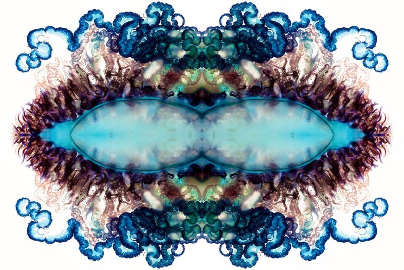 Zooids