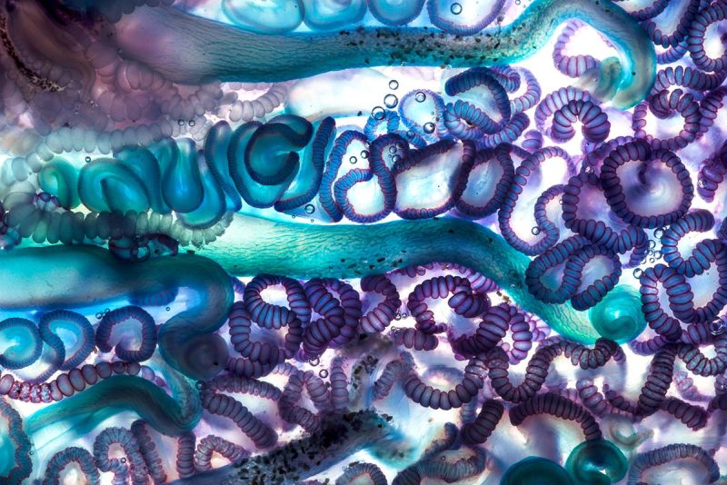 Zooids