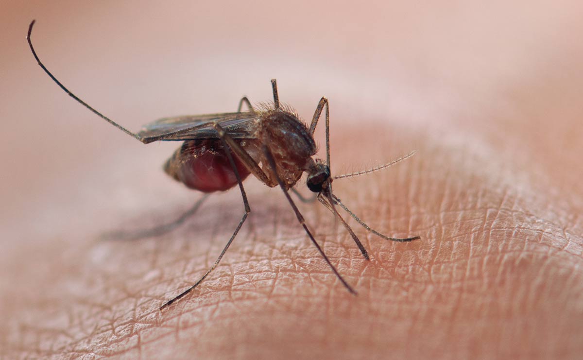 Mosquitoes