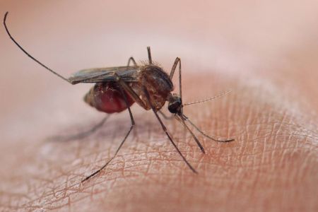 Mosquitoes