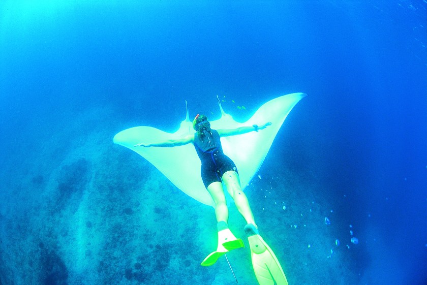 Diver above a manta ray in Ningaloo Marine Park (Courtesy Western Australia Tourism)