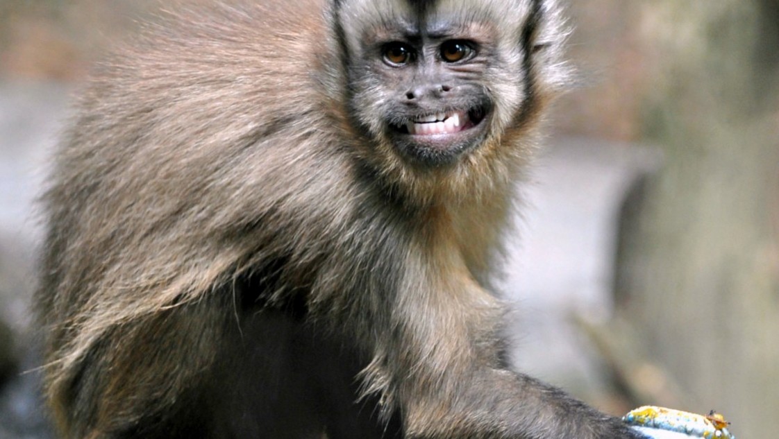 Brown Capuchin Monkey (Getty)