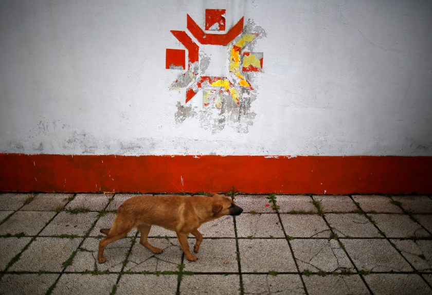 A dog walks past the Olympic snowflake logo on the wall of the Kosevo stadium, the venue of the opening ceremony for the 1984 Winter Olympics in Sarajevo September 19, 2013. Abandoned and left to crumble into oblivion, most of the 1984 Winter Olympic venues in Bosnia's capital Sarajevo have been reduced to rubble by neglect as much as the 1990s conflict that tore apart the former Yugoslavia. The bobsleigh and luge track at Mount Trebevic, the Mount Igman ski jumping course and accompanying objects are now decomposing into obscurity. The bobsleigh and luge track, which was also used for World Cup competitions after the Olympics, became a Bosnian-Serb artillery stronghold during the war and is nowadays a target of frequent vandalism. The clock is now ticking towards the 2014 Winter Olympics, with October 29 marking 100 days to the opening of the Games in the Russian city of Sochi. Picture taken on September 19, 2013. REUTERS/Dado Ruvic (BOSNIA AND HERZEGOVINA - Tags: SOCIETY SPORT OLYMPICS ANIMALS BUSINESS LOGO) ATTENTION EDITORS: PICTURE 05 OF 23 FOR PACKAGE 'SARAJEVO'S WINTER OLYMPIC LEGACY'. TO FIND ALL IMAGES SEARCH 'DADO IGMAN' - RTX14SC0