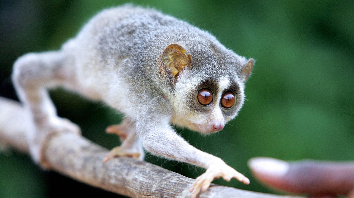 Slow Loris