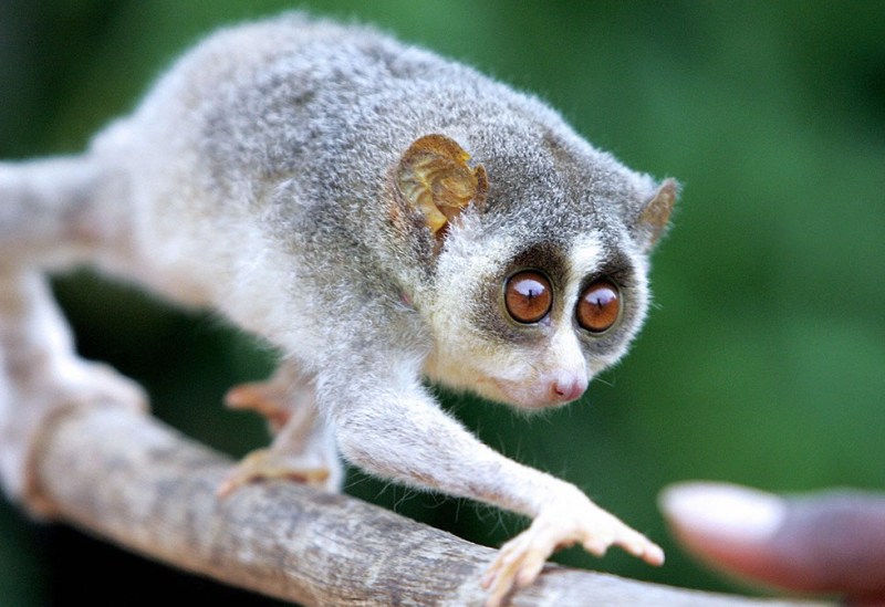Slow Loris