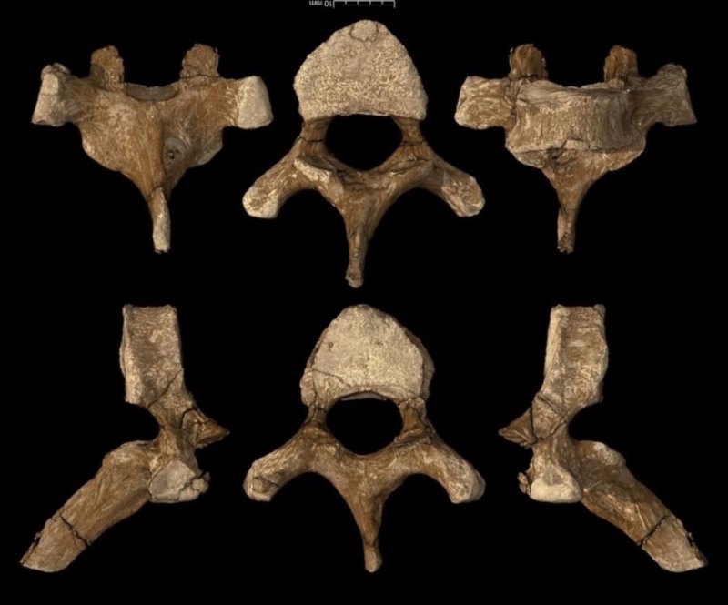 Cancer Fossils