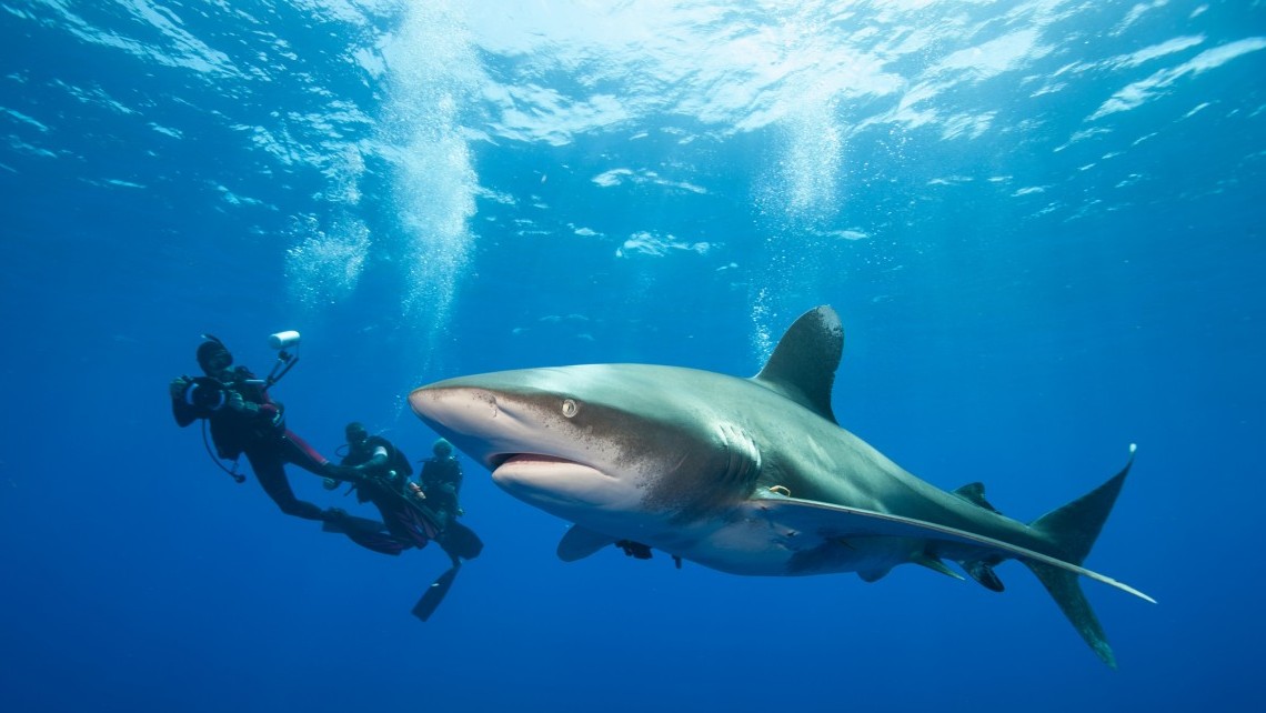 Diver and Oceanic whitecap. (Getty)