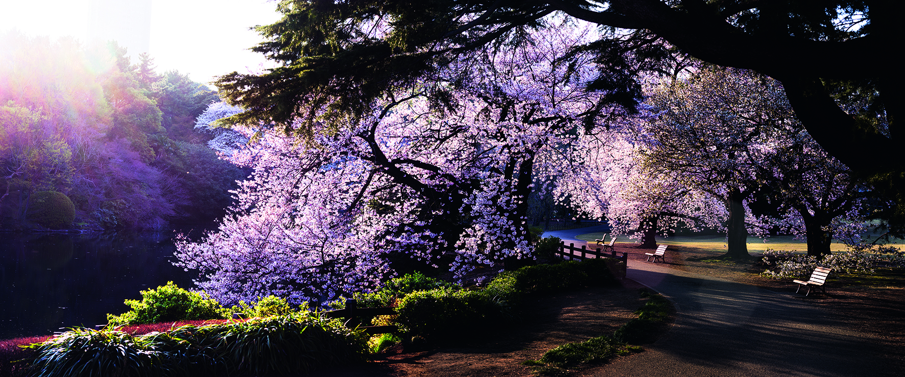 "Tokyo Dusk" (David Drebin/teNeues)
