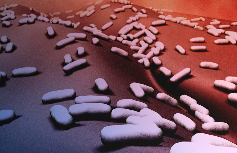 A scanning electron microscopic image of rod shaped bacteria (bacilli). Tetanus, anthrax and botulism are all caused by such bacteria. Bacillus cereus and Bacillus coagulans are also strains of rod shaped bacteria. The first causes a food bourne illness while the latter causes problems in the food industry by spoiling canned food.