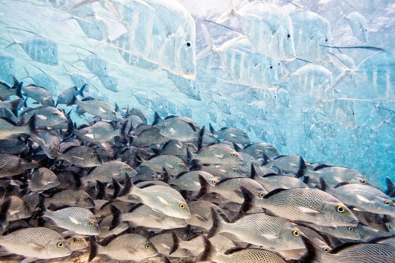 Wildlife Photographer of the Year