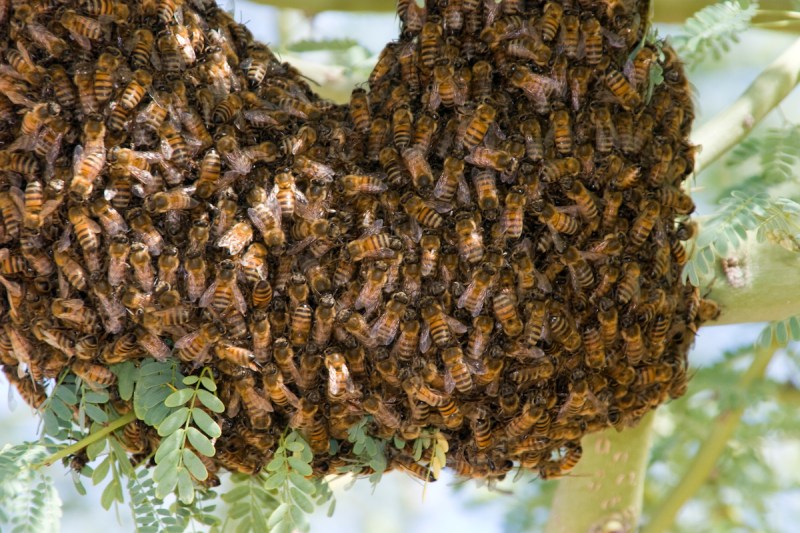 Bee hive in Paloverde tree in Sonoran Desert, Arizona
