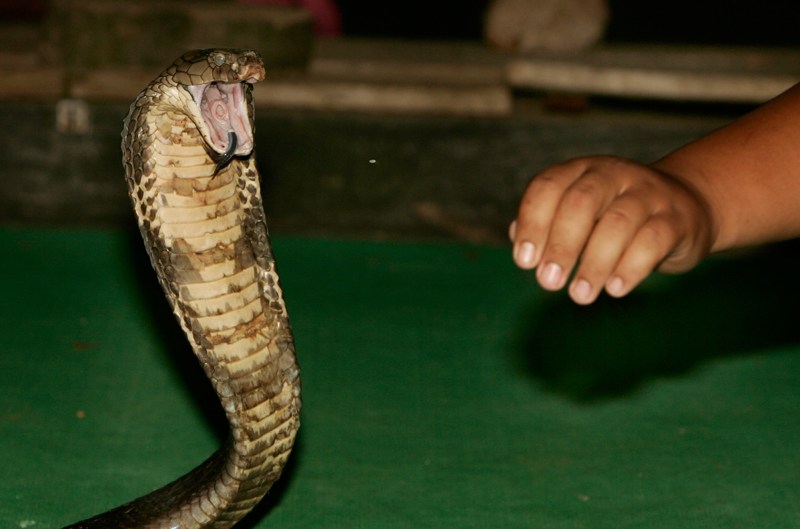 King Cobra