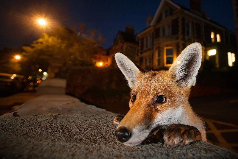 Wildlife Photographer of the Year