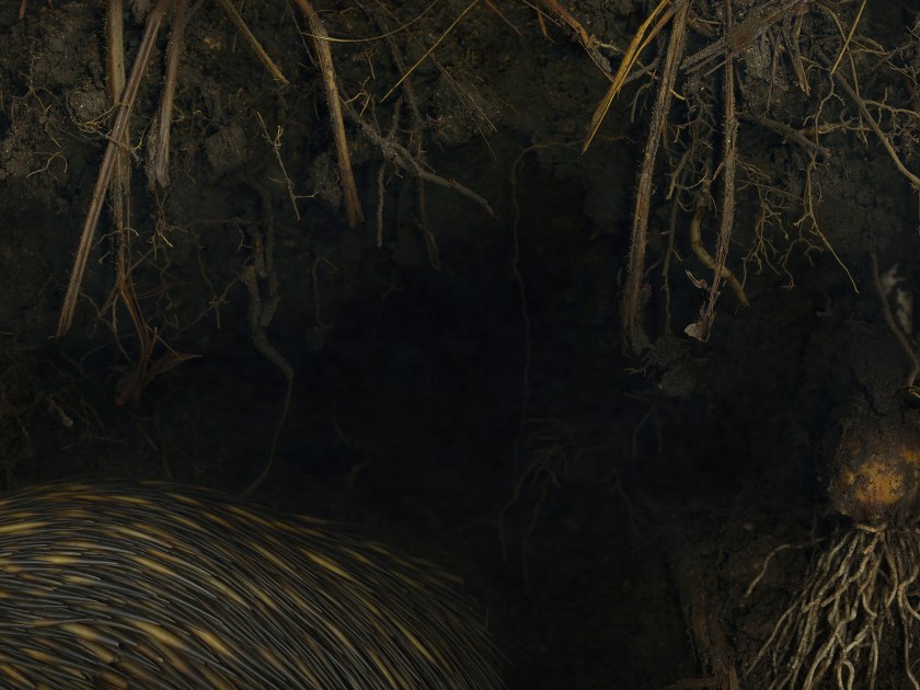 Underneath the Daffodils (Melinda Hurst Frye)