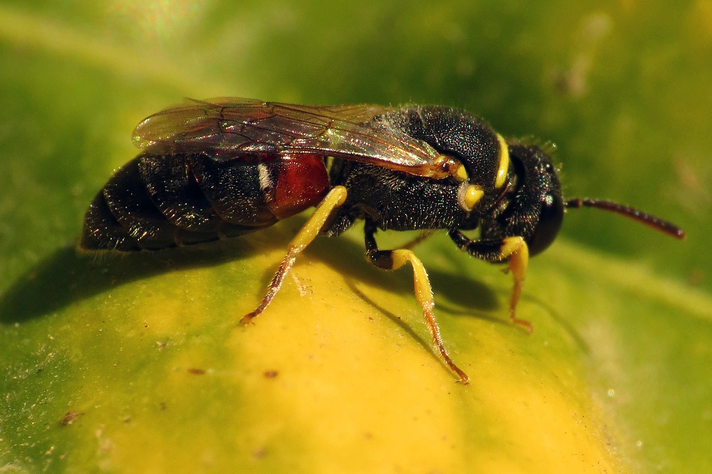 Side view of the yellow-faced bee (Katja Schulz/Flickr)