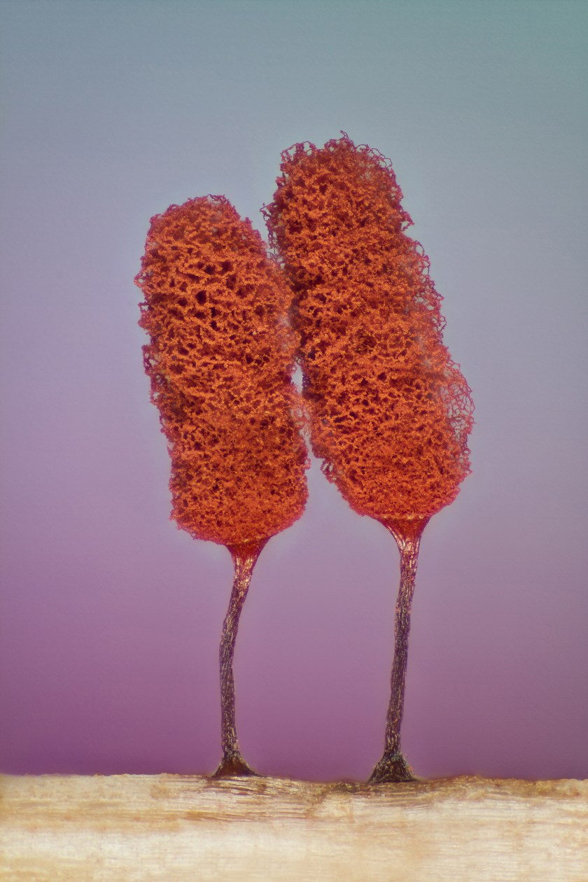 Slime mold (Jose Almodovar)
