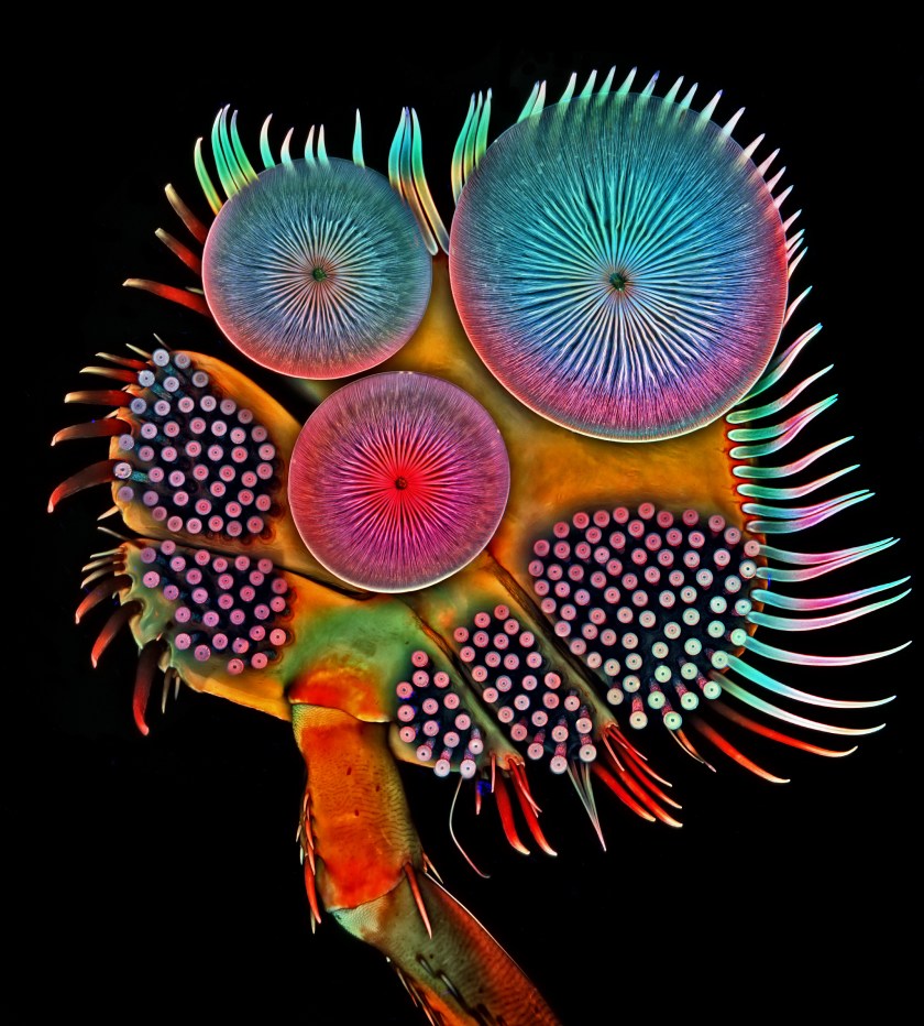 Front foot, or tarsus, of a male diving beetle (Igor Siwanowicz)