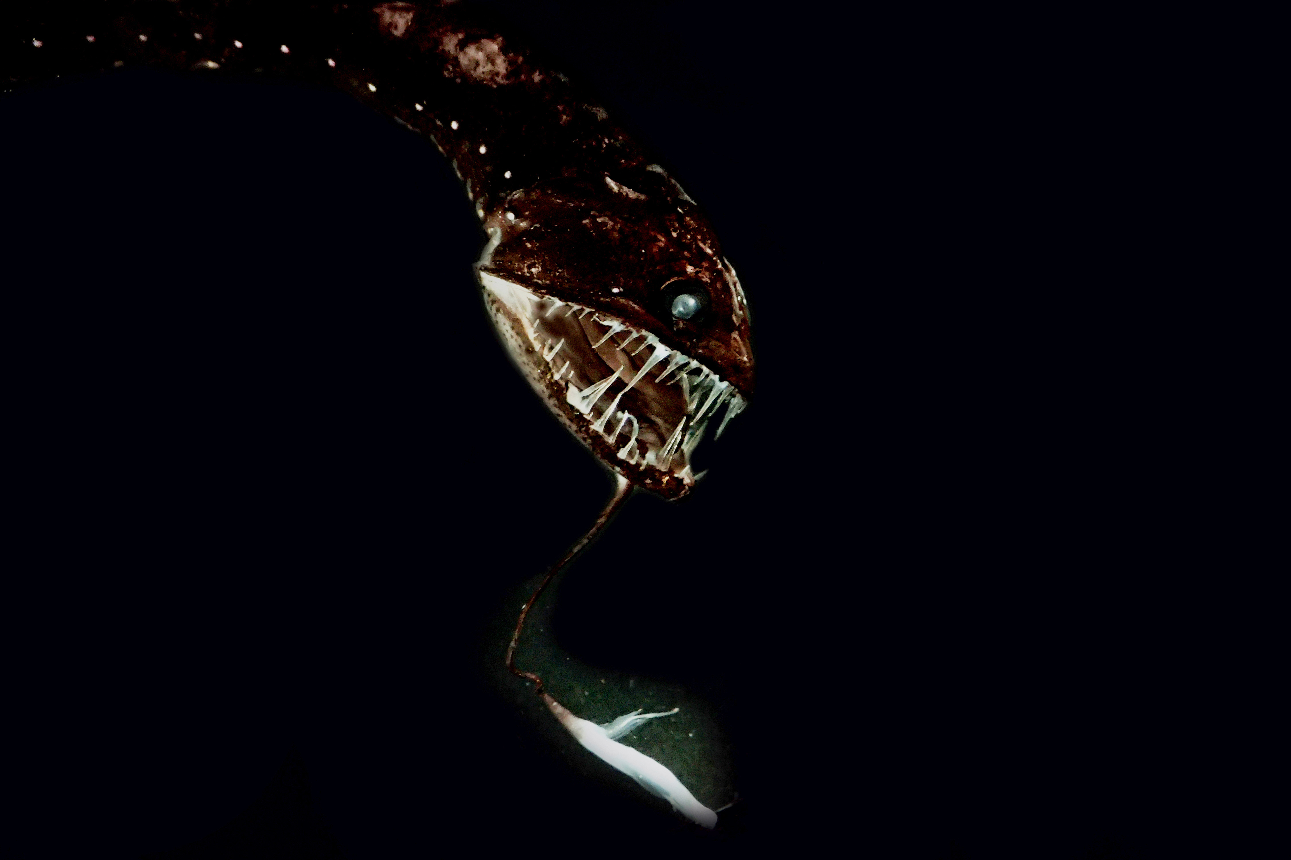 Mining The Deep Sea Could Prevent Scientists from Understanding It