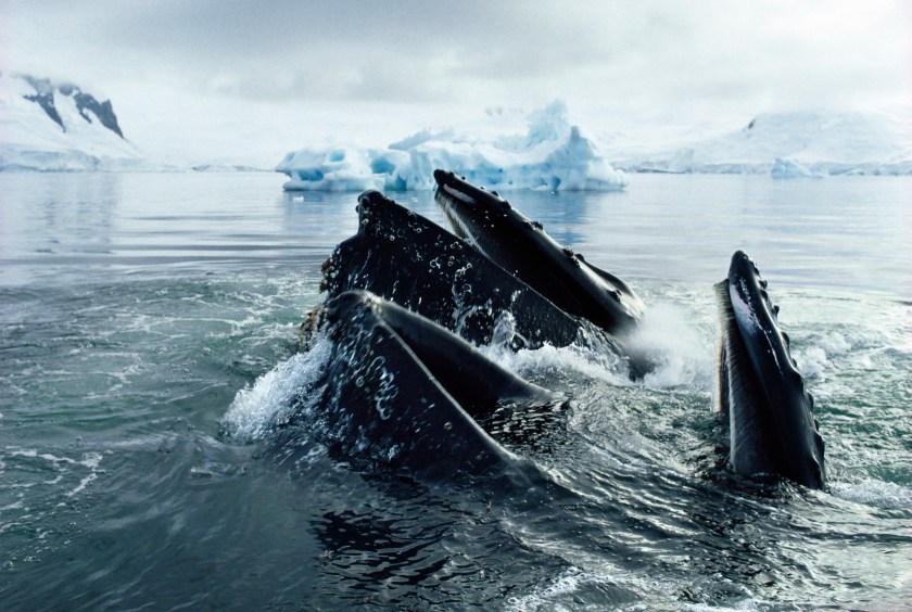 Humpback whales eating krill in the Ross Sea