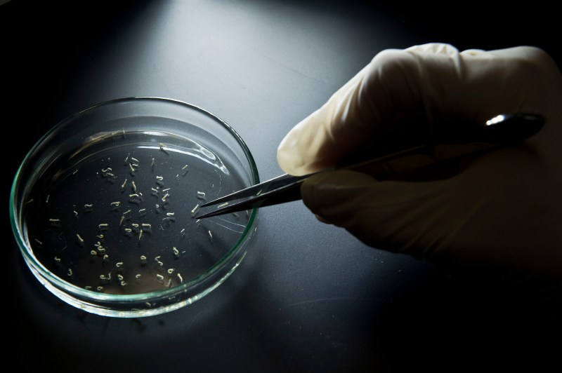 Aedes aegypti mosquitos are seen in containers at a lab of the Institute of Biomedical Sciences of the Sao Paulo University, on January 8, 2016 in Sao Paulo, Brazil. Researchers at the Pasteur Institute in Dakar, Senegal are in Brazil to train local researchers to combat the Zika virus epidemic. (Nelson Almeida/AFP/Getty Images)