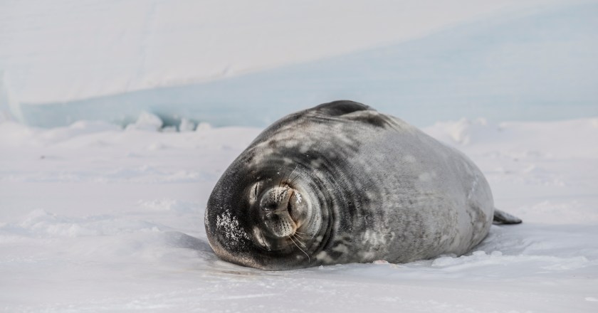 Weddell Seal on the frozen surface of the Ross Sea. (Getty Images)