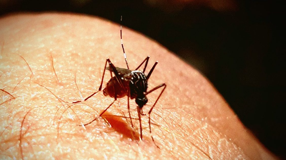 Mosquito bites