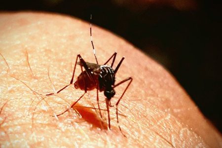 Mosquito bites