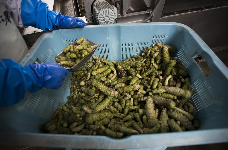 Wasabi