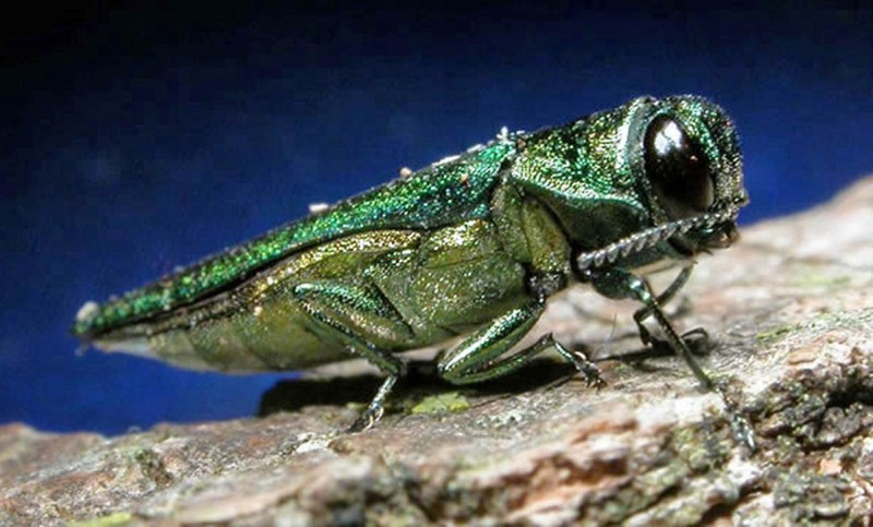 FILE- In this undated file photo provided by the Minnesota Department of Natural Resources, an adult emerald ash borer is shown. Millions of tiny wasps as small as a grain of rice have been released into wooded areas in 23 states as the battle against the emerald ash borer turns biological. The U.S. Department of Agriculture has researched and approved for release in the U.S. four species of parasitic wasps that naturally target the larval and egg stages of the ash borer. (Minnesota Department of Natural Resources/AP)