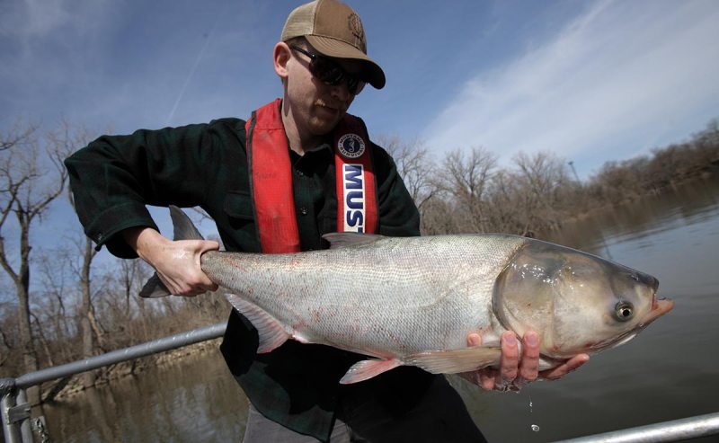 Steve Tyscko holds a carp in Havana, Illinois March 11, 2011. ( John Gress/Corbis via Getty Images)