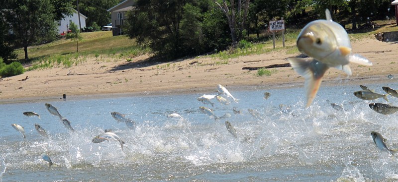 FILE - In this June 13, 2012 file photo, Asian carp, jolted by an electric current from a research boat, jump from the Illinois River near Havana, Ill. A years-long effort to find a strategy to keep the invasive Asian carp out of the Great Lakes appears to be coming up empty. An advisory panel considering options is scheduled to go out of business Thursday, still deadlocked. (AP Photo/John Flesher, File)