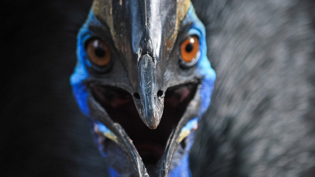 Cassowary