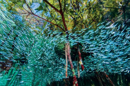 "Silversides swirl through mangroves like a river in the sea. The dense forest"
"of roots offers welcome shelter for the finger-size fish, which form large schools to try to confuse predators. Mangroves enhance reefs by providing a nursery area for vulnerable creatures and by trapping sediment that can smother coral. They also store carbon that might otherwise contribute to global warming." (David Doubilet and Jennifer Hayes / National Geographic)