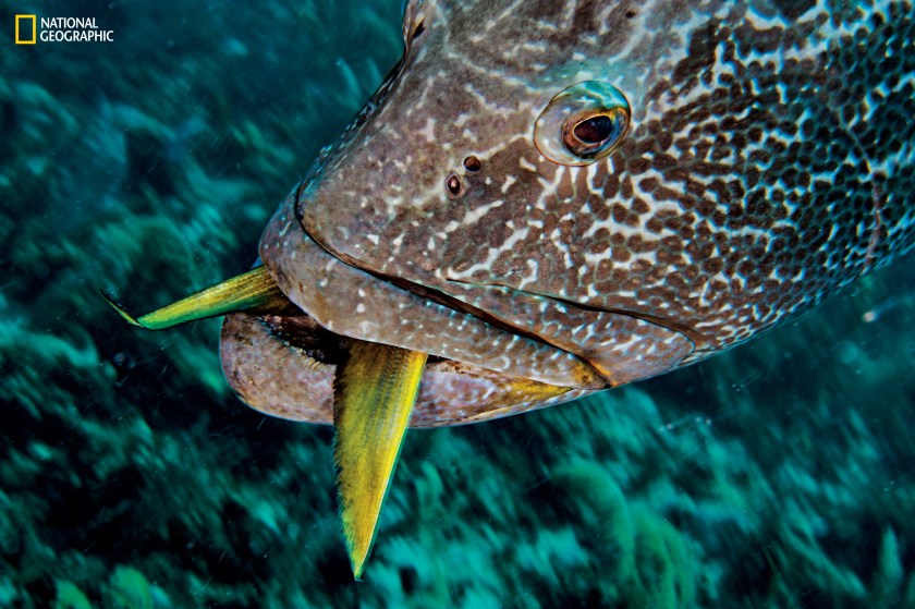 Besides silky sharks, predators include Caribbean reef sharks and large fish such as the black grouper (Mycteroperca bonaci), seen above consuming a snapper. (David Doubilet and Jennifer Hayes / National Geographic)