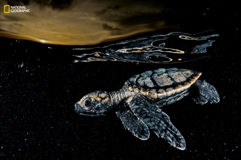 A critically endangered hawksbill sea turtle hatchling (Eretmochelys imbricata), about three inches long, paddles away from shore under the protective cover of dusk. Cuba banned the harvest of sea turtles in 2008. (David Doubilet and Jennifer Hayes / National Geographic)