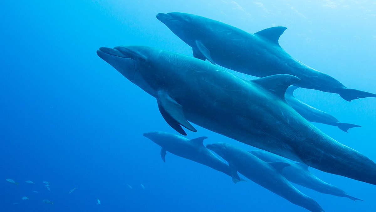 Bottlenose Dolphins (Getty Images)