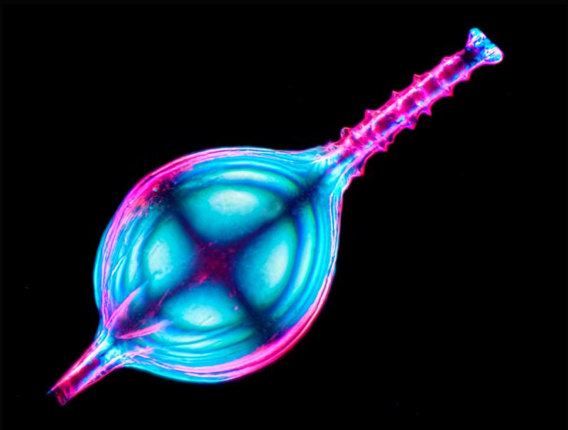 USA: Feature Rates Apply Mandatory Credit: Photo by SpikeWalker/RPS/Bournemouth/REX/Shutterstock (6047461j) The calcareous test (shell) of a mounted specimen of a tropical marine Foram from the China Sea. Microscope images of creatures, vitamins, crystals, UK - Sep 2016 *Full story: http://www.rexfeatures.com/nanolink/srsr These incredible microscopic images of creatures, vitamins, crystals and even a fetus are to be recognised with an award from the Royal Photographic Society. Spike Walker has been fascinated by photomicrography since he got his first microscope just after the conclusion of the Second World War, when he was about 12-years-old. Now his life's passion is to be recognised with a Scientific Imaging Award from one of the world's oldest and prestigious photographic societies. The accolade is given to an individual for a body of photography which promotes public knowledge and understanding. The RPS said Spike's decades of work and immeasurable contribution to the field make him the perfect recipient.