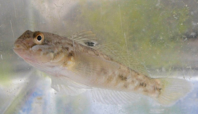 Inland Seas Education Association reported the first finding of a Round Goby fish in the Grand Traverse Bay Tuesday, June 22, 2004. The Round Goby originates in the Caspian Sea and is thought to have hitch hick in the bilge of a ship into the Great Lakes. The fish was first reported in the Great Lakes in 1990 when one was found in the St. Claire River. The round goby appears to be making its way up the Rouge River in southeast Michigan, raising concerns among those working to improve the health of the waterway. A team on Friday, Nov. 23, 2012 found more than a dozen of the greedy predators while sampling sections of the Lower Rouge River in Inkster, said Sally Petrella of the nonprofit group Friends of the Rouge. (Douglas Tesner/Traverse City Record-Eagle/AP)