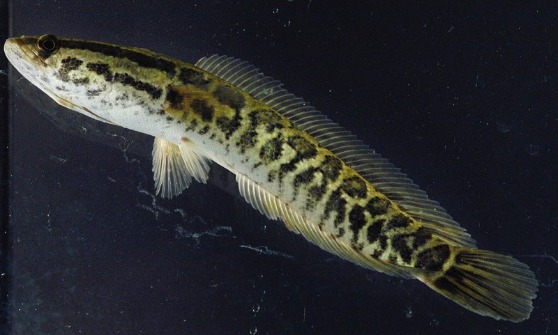 PHILADELPHIA - APRIL 28: A northern snakehead fish swims in a tank at the Academy of Natural Sciences April 28, 2005 in Philadelphia, Pennsylvania. Richard Horwitz, a senior biologist with the Academy of Natural Sciences and his team caught 15 northern snakehead, whose scientific name is Channa Argus, in FDR Park two days ago. The northern snakehead can grow to several feet in size, crawl on land for short distances, and is native to Asia and Africa. Scientists fear the fish, with its voracious appetite, can destroy or severely harm the ecosystem. (William Thomas Cain/Getty Images)