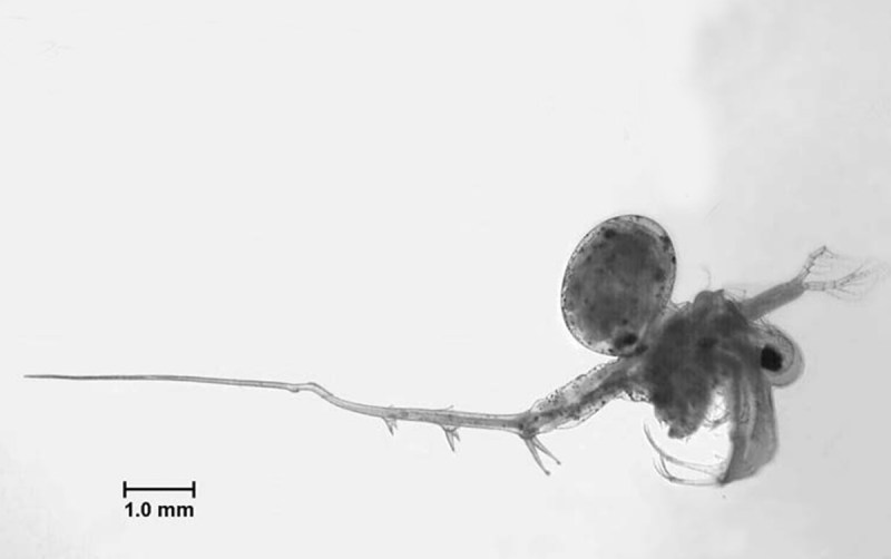 Spiny Water Flea (NOAA)