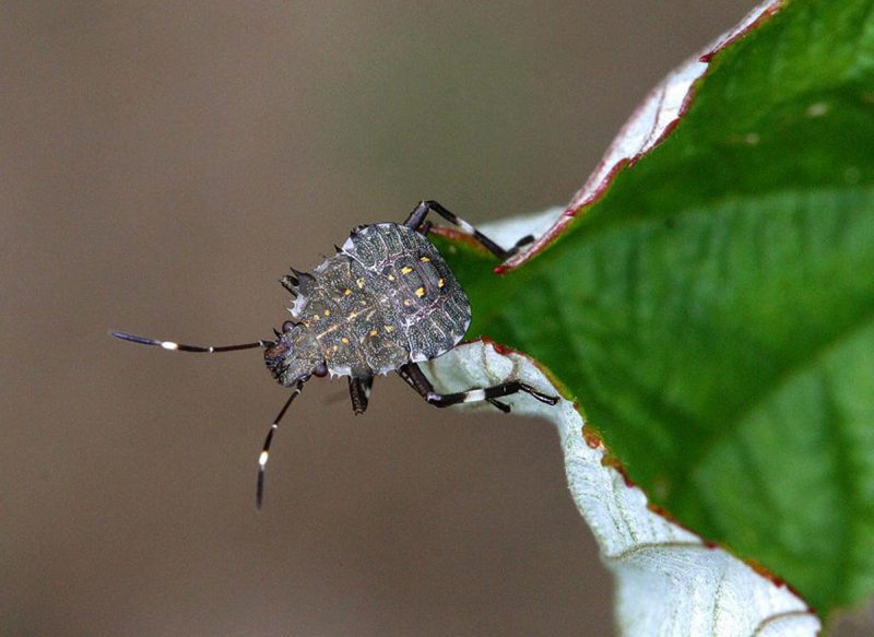 Asian Stink Bug (Deepak Matadha/AP)