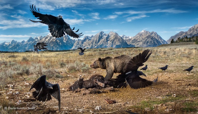 (Charlie Hamilton James/ Wildlife Photographer of the Year)
