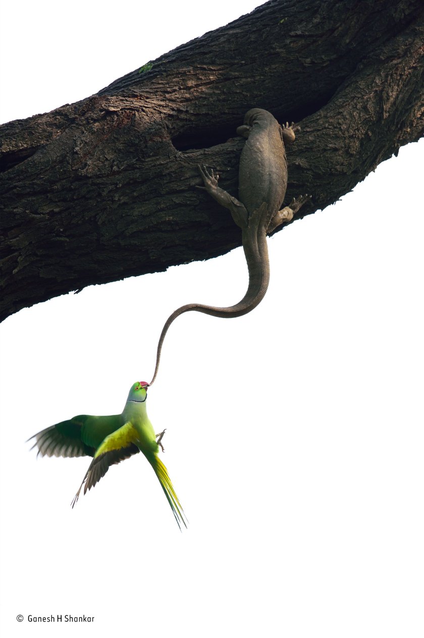 (Ganesh H. Shankar/ Wildlife Photographer of the Year)