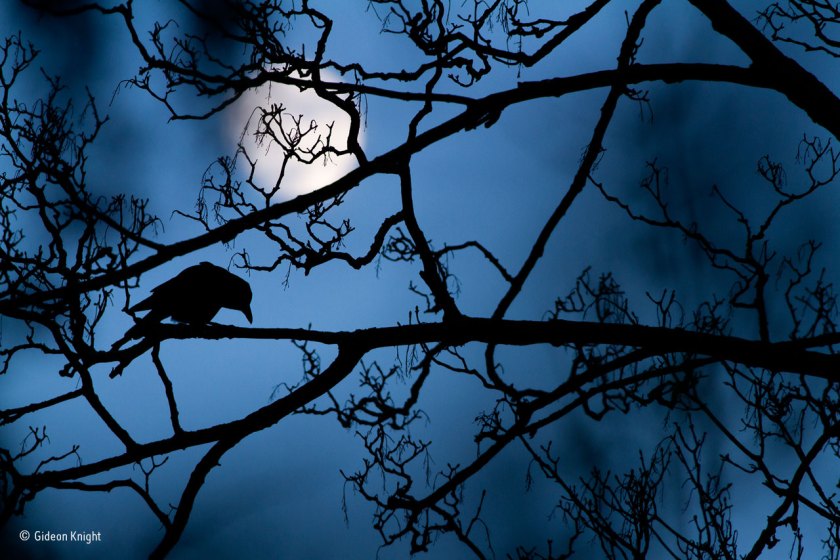 (Gideon Knight/ Wildlife Photographer of the Year)
